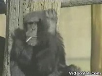 smoking-chimp