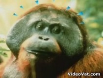 karl-pilkington-diary-extracts