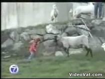 harsh-goat-headbutt