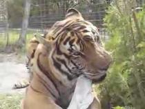 Tiger-vs-Cow-(tails)-big-cat-fun