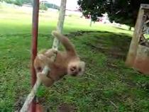 Baby-Sloth-in-Panama
