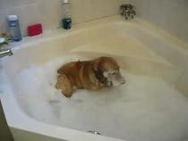Golden-Retriever-Puppy-Discovers-Bubble-Bath