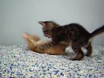 cinnamon--lollipop-at-play