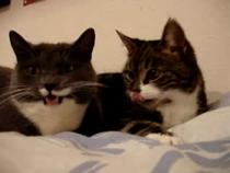 Two-Cats-having-a-conversation