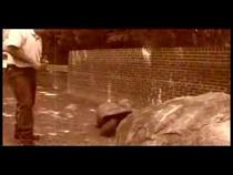 Aldabra-Giant-Tortoise