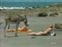 donkey-wants-a-piece-of-ass