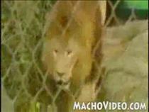 lion-pees-on-reporter