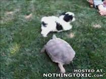 dogs-and-tortoise-don't-mix