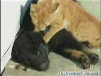 dog-massage-by-cute-cat!