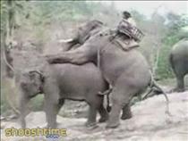 elephant-riding