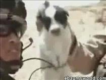 soldier-throws-dog