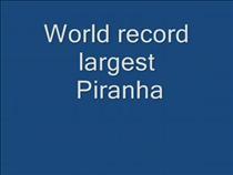 worlds-largest-piranha