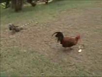 iguana-attacks-chicken