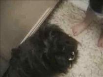 this-dog-hates-when-you-talk-cats