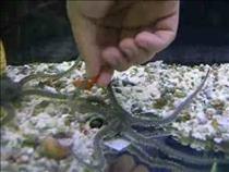 starfish-eats-goldfish