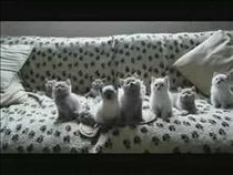 bopping-head-kitties