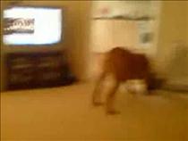 dog-doesent-like-lion-roarflv