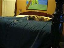 beastly-cat-attacking-cheap-laser-pointerflv