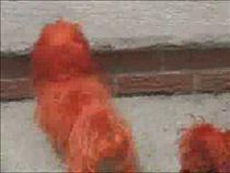 world's-reddest-dogs