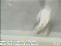 pussy-cats-and-other-animals