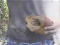 elephant-%2b-phone-%3d