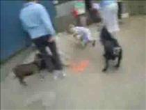 Goat-outwits-Toddler