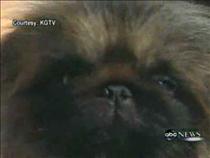 ziggy-the-painting-pekingese-on-abc-news