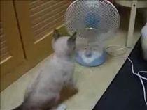 Kitten-vs-Fan