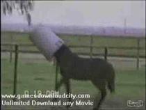 aboard-a-horse-funny-videos