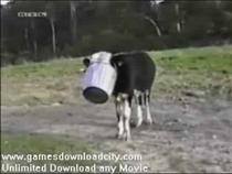 crazy-videos-fun-with-animals