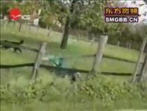 compilation-of-funniest-dog-vids-on-the-net