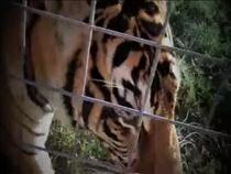 big-cats-vs-pumpkins!