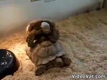 turtles-in-a-half-shell