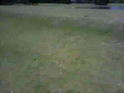 Gators n golf dont mix