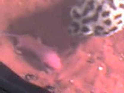 Leopard Gecko Vs Baby Mouse