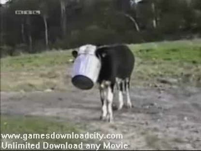 Crazy Videos Fun with Animals